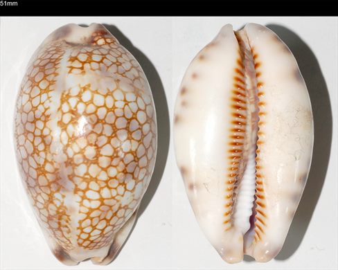 Cypraea 51mm