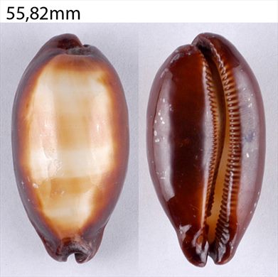 Cypraea 55,82mm