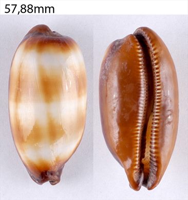 Cypraea 57,88mm