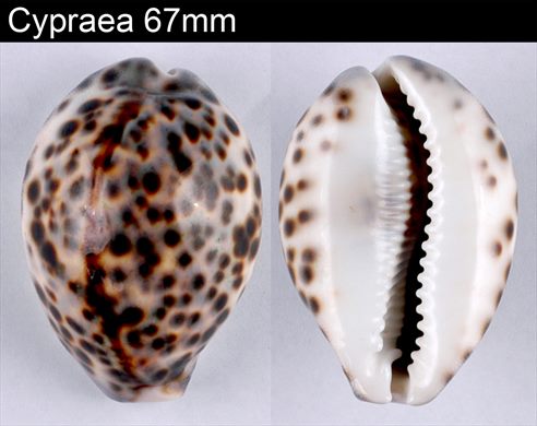 Cypraea 67mm