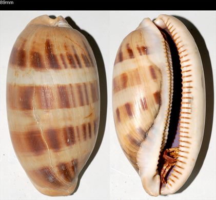 Cypraea 89mm