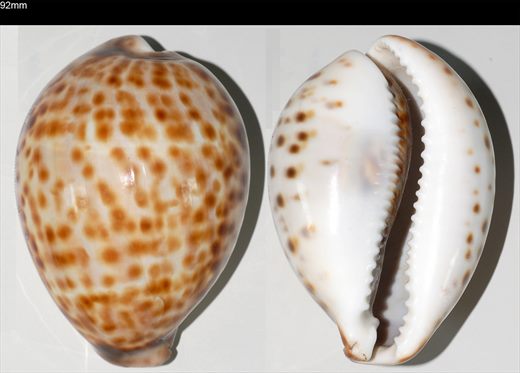 Cypraea 92mm