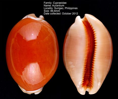 Cypraea Aurantium 86,6mm