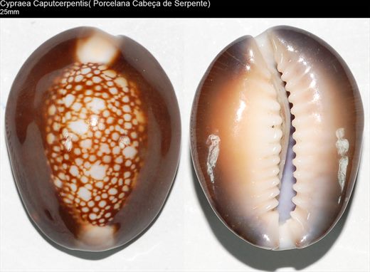 Cypraea caputcerpentis (Porcelana cabeca de serpente) 25mm