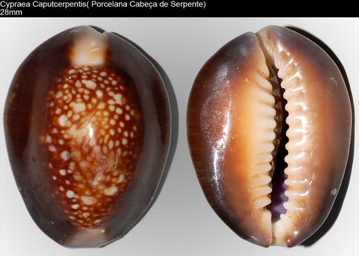 Cypraea caputcerpentis (Porcelana cabeca de serpente) 28mm
