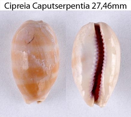 Cypraea Caputserpentia 27,46mm