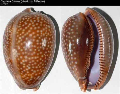 Cypraea cervus (Veado do Atlantico) 87mm