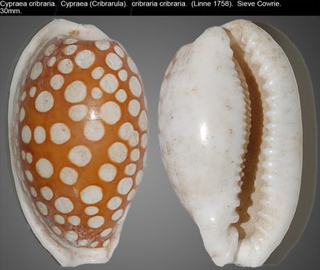 Cypraea cribraria () 30mm