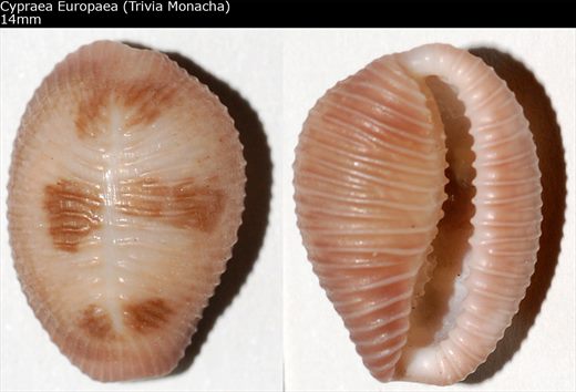 Cypraea europaea (Trivia monacha) 14mm
