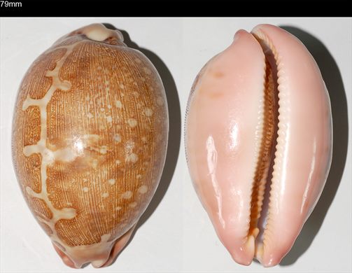 Cypraea Mapa 79mm