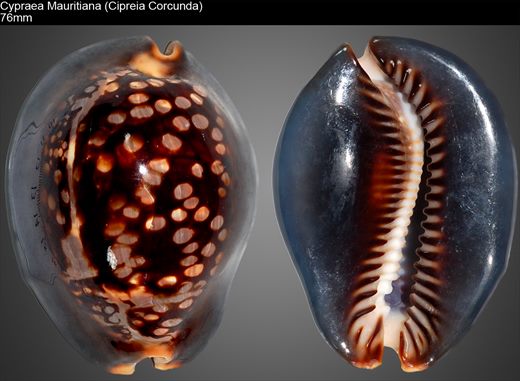Cypraea mauritiana (Cipreia corcunda) 76mm