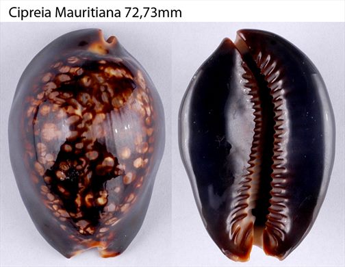 Cypraea Mauritiana 72,73mm