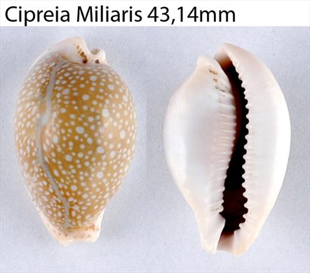 Cypraea Miliaris 43,14mm