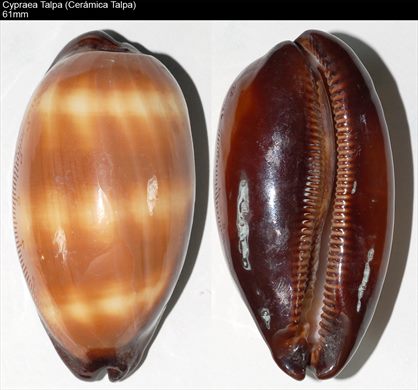 Cypraea Talpa (Ceramica talpa) 61mm