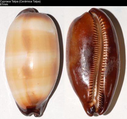 Cypraea Talpa (Ceramica talpa) 61mm