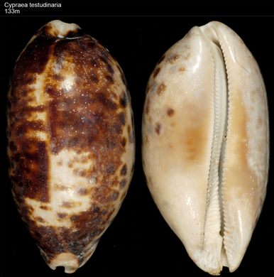 Cypraea testudinaria 133mm