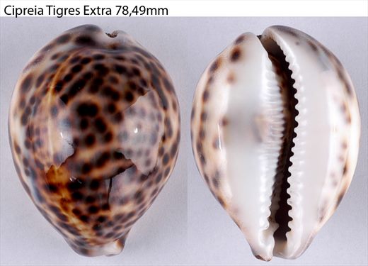 Cypraea Tigres Extra 78,49mm