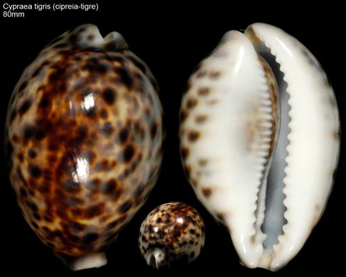 Cypraea tigris (cipreia-tigre) 80mm