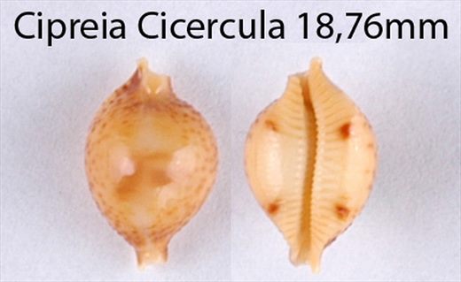 Cypraea Cicercula 18,76mm