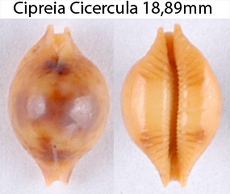 Cypraea Cicercula 18,89mm