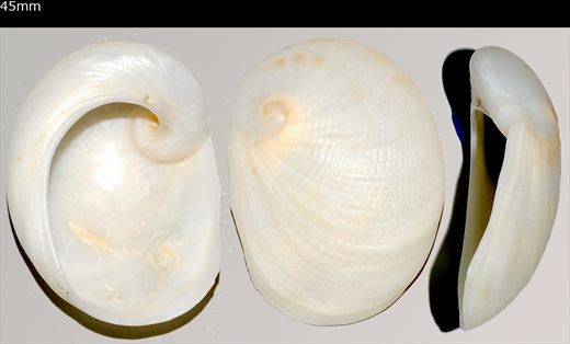 45mm