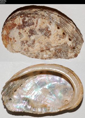 Haliotis 33mm
