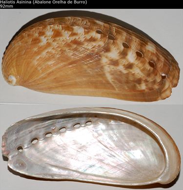 Haliotis Asinina (Abalone Orelha de Burro) 92mm