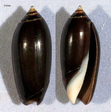 31mm