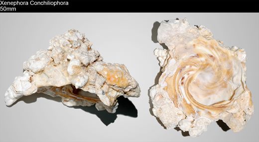 Xenephora Conchiliophora 50mm
