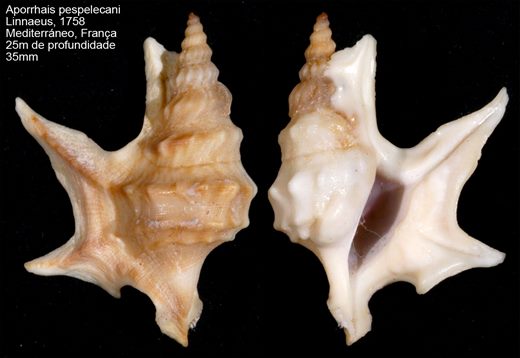 Aporrhais pespelecani 35mm