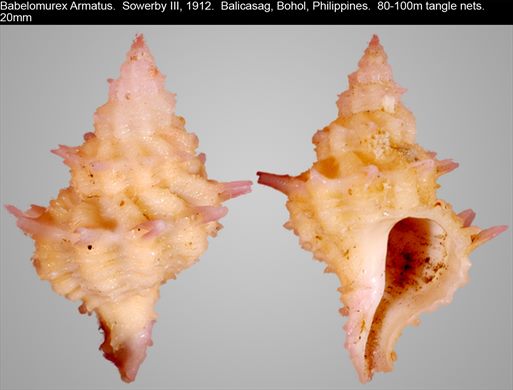 Babelomurex Armatus 20mm