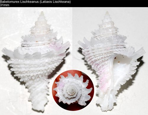Babelomurex lischkeanus (Latiaxis Lischkeana) 31mm
