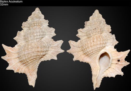Biplex Aculeatum 32mm