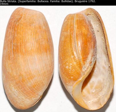 Bulla Striata 19mm