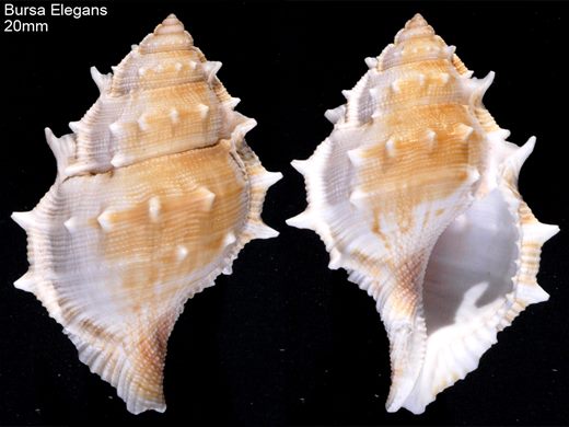 Bursa Elegans 20mm