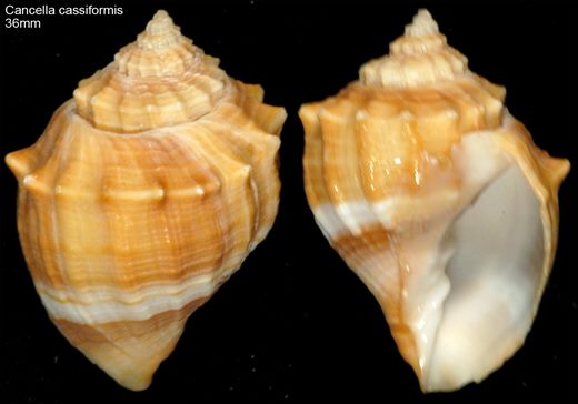 Cancella cassiformis 36mm