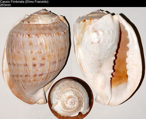 Cassis Fimbriata (Elmo Franzido) 263mm
