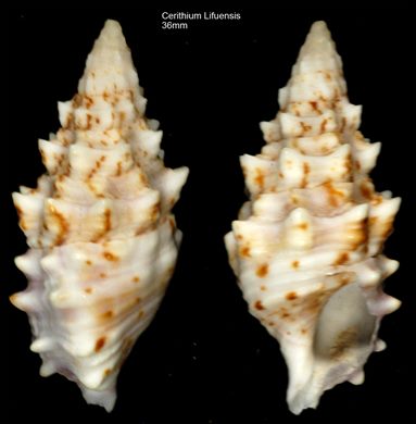 Cerithium Lifuensis 36mm