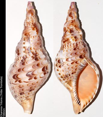 Charonia Tritonis (Tritao Trombeta) 188mm