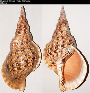 Charonia Tritonis (Tritao Trombeta) 395mm