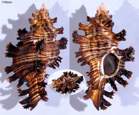 Chicoreus 119mm