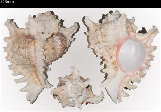 Chicoreus 146mm