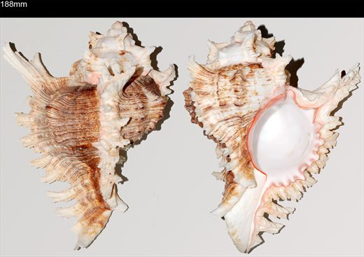 Chicoreus 188mm