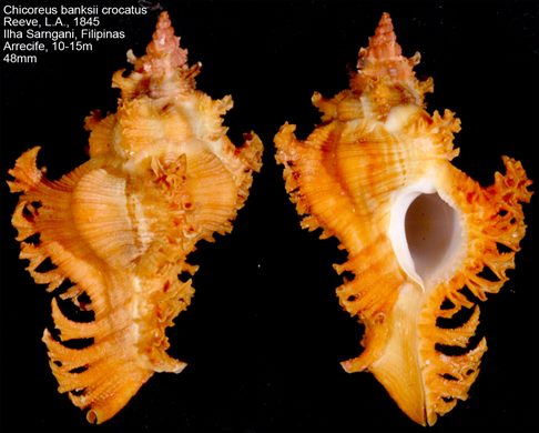 Chicoreus banksii crocatus 48mm