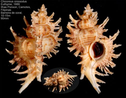 Chicoreus cnissodus 90mm