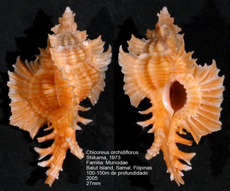 Chicoreus orchidiflorus 27mm