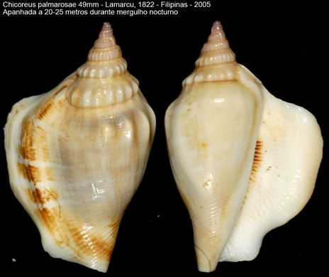 Chicoreus palmarosae 49mm
