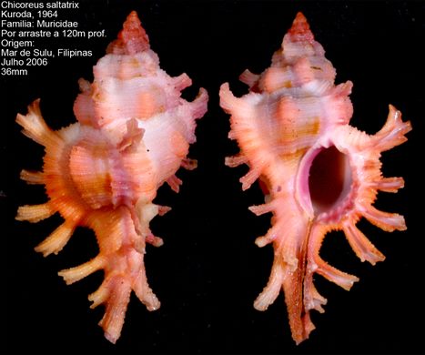 Chicoreus saltatrix 36mm