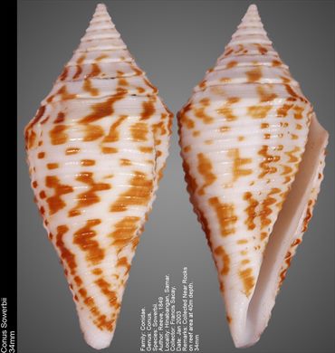 Conus Sowerbii 34mm