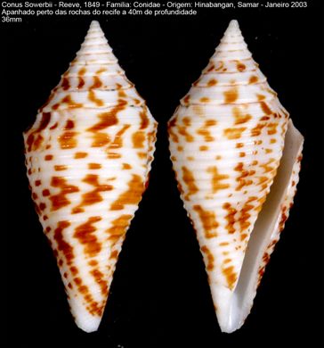 Conus Sowerbii 36mm